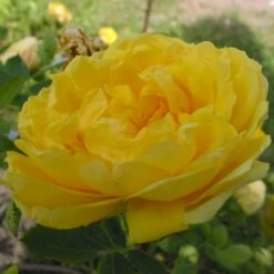 'Persian Yellow' (syn. Persiana) Rosa Foetida 'Persian Yellow' (Buskrose) A-Kvalitet,- Barrods Roser Min. 3 Grene