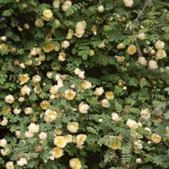 Gul Kinarose Rosa Hugonis (Hugo-rose) A-Kvalitet,- Barrods Roser Min. 3 Grene -Osmo Salgsbutik p384 52870 rosa hugonis hugo rose 1206