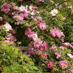 'Marguerite Hilling' Rosa Moyesii 'Marguerite Hilling' (Mandarinrose) A-Kvalitet,- Barrods Roser Min. 3 Grene -Osmo Salgsbutik p386 52459 rosa moyesii marguerite hilling mandarinrose 6ec9