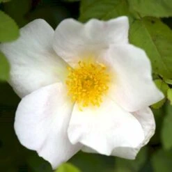 'Nevada' Rosa Moyesii 'Nevada' (Mandarinrose) A-Kvalitet,- Barrods Roser Min. 3 Grene -Osmo Salgsbutik p387 52476 rosa moyesii nevada mandarinrose e3ba