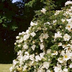 'Nevada' Rosa Moyesii 'Nevada' (Mandarinrose) A-Kvalitet,- Barrods Roser Min. 3 Grene -Osmo Salgsbutik p387 52477 rosa moyesii nevada mandarinrose 597f