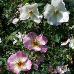 'Frühlingsmorgen'® Rosa Pimpinellifolia 'Frühlingsmorgen'® (Klitrose) A-Kvalitet,- Barrods Roser Min. 3 Grene -Osmo Salgsbutik p390 53573 rosa pimpinellifolia fruehlingsmorgen klitrose 60ca