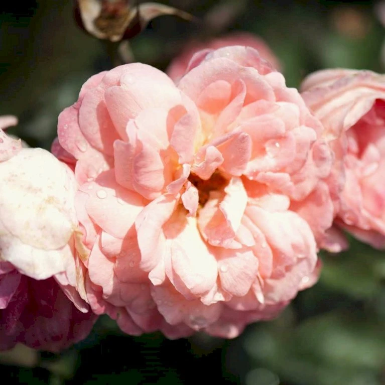 'Sissel™ Renaissance'® Rosa X 'Sissel™ Renaissance'® (Renaissancerose) A-Kvalitet,- Barrods Roser Min. 3 Grene 1 'Sissel™ Renaissance'® Rosa X 'Sissel™ Renaissance'® (Renaissancerose) A-Kvalitet,- Barrods Roser Min. 3 Grene