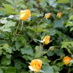 'Sahara'® Rosa X 'Sahara'® A-Kvalitet,- Barrods Roser Min. 3 Grene -Osmo Salgsbutik p3952 52886 rosa x sahara storblomstrende 26de