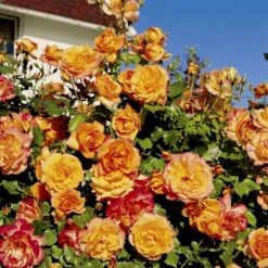 'Sahara'® Rosa X 'Sahara'® A-Kvalitet,- Barrods Roser Min. 3 Grene -Osmo Salgsbutik p3952 54035 rosa x sahara storblomstrende c256