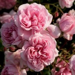 'Home And Garden'® Rosa X 'Home And Garden'® (Buketrose) A-Kvalitet,- Barrods Roser Min. 3 Grene -Osmo Salgsbutik p3953 53583 rosa x home and garden buketrose 0cd5