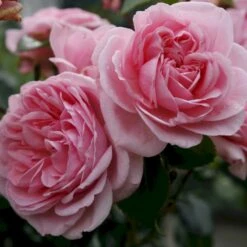 'Home And Garden'® Rosa X 'Home And Garden'® (Buketrose) A-Kvalitet,- Barrods Roser Min. 3 Grene -Osmo Salgsbutik p3953 53584 rosa x home and garden buketrose 2e50