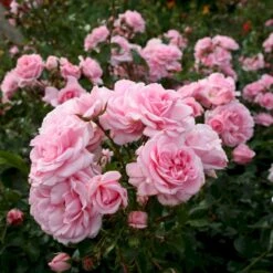 'Home And Garden'® Rosa X 'Home And Garden'® (Buketrose) A-Kvalitet,- Barrods Roser Min. 3 Grene -Osmo Salgsbutik p3953 53585 rosa x home and garden buketrose 3288