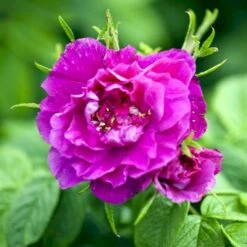 Rynket Rose 'Hansa' Rosa Rugosa 'Hansa' A-Kvalitet,- Barrods Roser Min. 3 Grene -Osmo Salgsbutik p395 52418 rosa rugosa hansa b3be