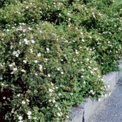 Hvid Buskpotentil 'Abbotswood' Potentilla Fruticosa 'Abbotswood' Plug + 2 års, 30-50 Cm.