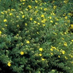 Gul Lav Buskpotentil 'Kobold' Potentilla Fruticosa 'Kobold' Plug + 2 år, 15-30 Cm.