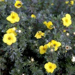 Gul Lav Buskpotentil 'Kobold' Potentilla Fruticosa 'Kobold' Plug + 2 år, 15-30 Cm. -Osmo Salgsbutik p3970 54090 potentilla fruticosa kobold fe32