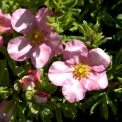 Pink Buskpotentil 'Lovely Pink' Potentilla Fruticosa 'Lovely Pink' Plug + 2 års, 20-40 Cm. -Osmo Salgsbutik p3971 54093 potentilla fruticosa lovely pink 8fdc