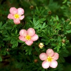 Pink Buskpotentil 'Lovely Pink' Potentilla Fruticosa 'Lovely Pink' Plug + 2 års, 20-40 Cm. -Osmo Salgsbutik p3971 54095 potentilla fruticosa lovely pink 7321