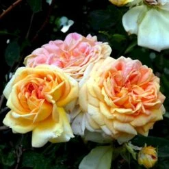 'Alchymist' Rosa X 'Alchymist' (Slyngrose) A-Kvalitet,- Barrods Roser Min. 3 Grene -Osmo Salgsbutik p3977 52299 rosa x alchymist slyngrose 92f7