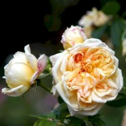 'Alchymist' Rosa X 'Alchymist' (Slyngrose) A-Kvalitet,- Barrods Roser Min. 3 Grene -Osmo Salgsbutik p3977 52300 rosa x alchymist slyngrose 392b