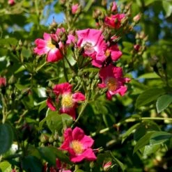 'American Pillar' Rosa X 'American Pillar' (Slyngrose) A-Kvalitet,- Barrods Roser Min. 3 Grene -Osmo Salgsbutik p3978 52304 rosa x american pillar slyngrose e5fb