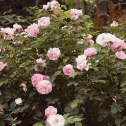 'Celestial' Rosa Alba 'Celestial' (Albarose) A-Kvalitet,- Barrods Roser Min. 3 Grene -Osmo Salgsbutik p3987 52326 rosa alba celestial albarose 9876