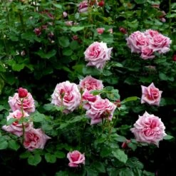 'Aloha' Rosa X 'Aloha' (Slyngrose) A-Kvalitet,- Barrods Roser Min. 3 Grene -Osmo Salgsbutik p398 52302 rosa x aloha buskrose d40f