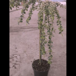 Dværgmispel 'Juliette' Cotoneaster Suecicus 'Juliette' Opstammet 40 Cm. Med Potte -Osmo Salgsbutik p3991 2959 cotoneaster suecicus juliette 7cc4