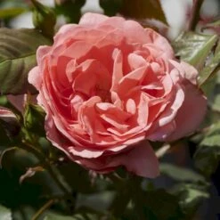 'Amelia™ Renaissance'® Rosa X 'Amelia™ Renaissance'® (Renaissancerose) A-Kvalitet,- Barrods Roser Min. 3 Grene -Osmo Salgsbutik p399 52090 rosa x amelia renaissance renaissancerose 6d77