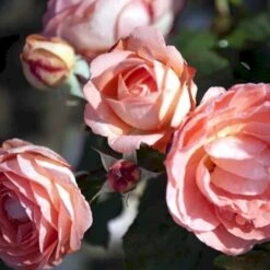 'Amelia™ Renaissance'® Rosa X 'Amelia™ Renaissance'® (Renaissancerose) A-Kvalitet,- Barrods Roser Min. 3 Grene -Osmo Salgsbutik p399 52091 rosa x amelia renaissance renaissancerose 2d70