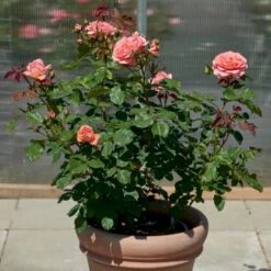 'Amelia™ Renaissance'® Rosa X 'Amelia™ Renaissance'® (Renaissancerose) A-Kvalitet,- Barrods Roser Min. 3 Grene -Osmo Salgsbutik p399 52092 rosa x amelia renaissance renaissancerose a560