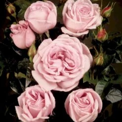 'Bering™ Renaissance'® Rosa X 'Bering™ Renaissance'® (Renaissancerose) A-Kvalitet,- Barrods Roser Min. 3 Grene 10 'Bering™ Renaissance'® Rosa X 'Bering™ Renaissance'® (Renaissancerose) A-Kvalitet,- Barrods Roser Min. 3 Grene -Osmo Salgsbutik p401 52114 rosa x bering renaissance renaissancerose 4559