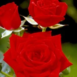 'Brillant'® Rosa X 'Brillant'® (Slyngrose) A-Kvalitet,- Barrods Roser Min. 3 Grene -Osmo Salgsbutik p403 52317 rosa x brillant slyngrose 72da