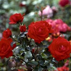 'Brillant'® Rosa X 'Brillant'® (Slyngrose) A-Kvalitet,- Barrods Roser Min. 3 Grene -Osmo Salgsbutik p403 52318 rosa x brillant slyngrose 69c4