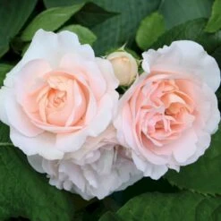 'Clair™ Renaissance'® Rosa X 'Clair™ Renaissance'® (Renaissancerose) A-Kvalitet,- Barrods Roser Min. 3 Grene