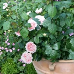 'Clair™ Renaissance'® Rosa X 'Clair™ Renaissance'® (Renaissancerose) A-Kvalitet,- Barrods Roser Min. 3 Grene -Osmo Salgsbutik p404 52130 rosa x clair renaissance renaissancerose 169e