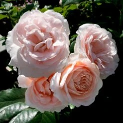 'Clair™ Renaissance'® Rosa X 'Clair™ Renaissance'® (Renaissancerose) A-Kvalitet,- Barrods Roser Min. 3 Grene -Osmo Salgsbutik p404 52132 rosa x clair renaissance renaissancerose fd57