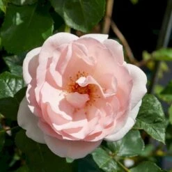 'Clair™ Renaissance'® Rosa X 'Clair™ Renaissance'® (Renaissancerose) A-Kvalitet,- Barrods Roser Min. 3 Grene -Osmo Salgsbutik p404 52133 rosa x clair renaissance renaissancerose 2bae