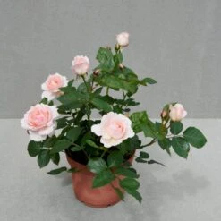 'Clair™ Renaissance'® Rosa X 'Clair™ Renaissance'® (Renaissancerose) A-Kvalitet,- Barrods Roser Min. 3 Grene -Osmo Salgsbutik p404 52134 rosa x clair renaissance renaissancerose 5ef7