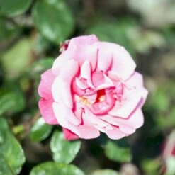 'Étude' Rosa X 'Étude' (Buskrose) A-Kvalitet,- Barrods Roser Min. 3 Grene