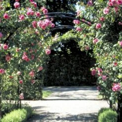 'Étude' Rosa X 'Étude' (Buskrose) A-Kvalitet,- Barrods Roser Min. 3 Grene -Osmo Salgsbutik p407 52367 rosa x etude buskrose deef