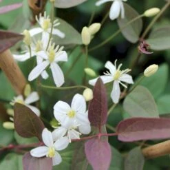Staudeklematis 'Purpurea' Clematis Recta 'Purpurea' Potte 2,0 Liter,- Opbundet 60-100 Cm