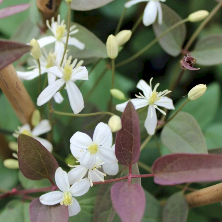 Staudeklematis 'Purpurea' Clematis Recta 'Purpurea' Potte 2,0 Liter,- Opbundet 60-100 Cm 1 Staudeklematis 'Purpurea' Clematis Recta 'Purpurea' Potte 2,0 Liter,- Opbundet 60-100 Cm