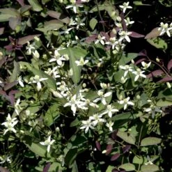 Staudeklematis 'Purpurea' Clematis Recta 'Purpurea' Potte 2,0 Liter,- Opbundet 60-100 Cm 9 Staudeklematis 'Purpurea' Clematis Recta 'Purpurea' Potte 2,0 Liter,- Opbundet 60-100 Cm -Osmo Salgsbutik p4088 48650 clematis recta purpurea aeb6