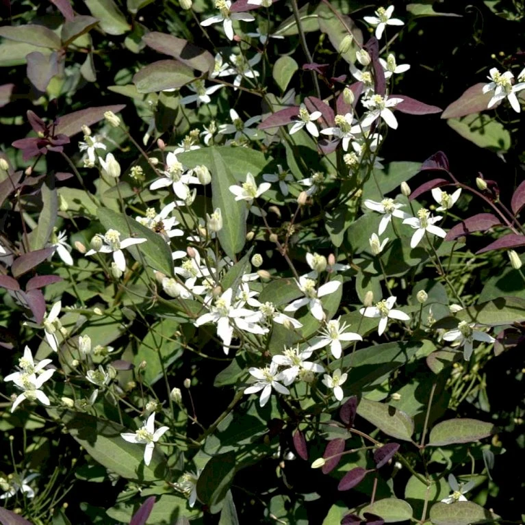 Staudeklematis 'Purpurea' Clematis Recta 'Purpurea' Potte 2,0 Liter,- Opbundet 60-100 Cm 3 Staudeklematis 'Purpurea' Clematis Recta 'Purpurea' Potte 2,0 Liter,- Opbundet 60-100 Cm - Billede 3