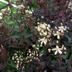 Staudeklematis 'Purpurea' Clematis Recta 'Purpurea' Potte 2,0 Liter,- Opbundet 60-100 Cm 10 Staudeklematis 'Purpurea' Clematis Recta 'Purpurea' Potte 2,0 Liter,- Opbundet 60-100 Cm -Osmo Salgsbutik p4088 48651 clematis recta purpurea cb7d