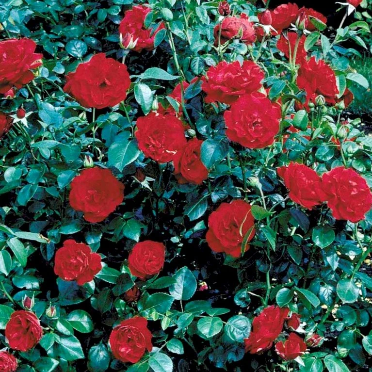 'Grand Hotel' Rosa X 'Grand Hotel' (Slyngrose) A-Kvalitet,- Barrods Roser Min. 3 Grene 1 'Grand Hotel' Rosa X 'Grand Hotel' (Slyngrose) A-Kvalitet,- Barrods Roser Min. 3 Grene