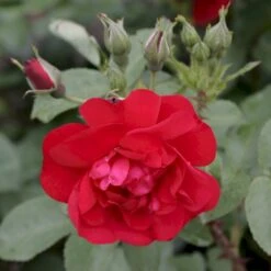 Rynket Rose 'Hansaland'® Rosa Rugosa 'Hansaland'® A-Kvalitet,- Barrods Roser Min. 3 Grene -Osmo Salgsbutik p410 53582 rosa rugosa hansaland 7884