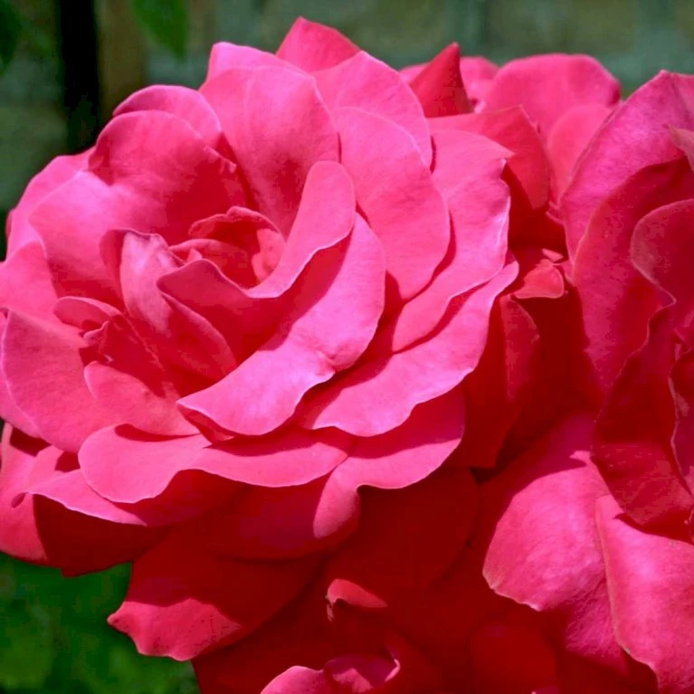 'Heidelberg'® Rosa Kordesii 'Heidelberg'® (Slyngrose) A-Kvalitet,- Barrods Roser Min. 3 Grene 3 'Heidelberg'® Rosa Kordesii 'Heidelberg'® (Slyngrose) A-Kvalitet,- Barrods Roser Min. 3 Grene - Billede 3
