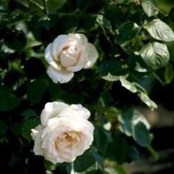 'Helena™ Renaissance'® Rosa X 'Helena™ Renaissance'® (Renaissancerose) A-Kvalitet,- Barrods Roser Min. 3 Grene -Osmo Salgsbutik p413 52141 rosa x helena renaissance renaissancerose 0779