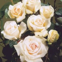 'Helena™ Renaissance'® Rosa X 'Helena™ Renaissance'® (Renaissancerose) A-Kvalitet,- Barrods Roser Min. 3 Grene -Osmo Salgsbutik p413 52142 rosa x helena renaissance renaissancerose 37fb