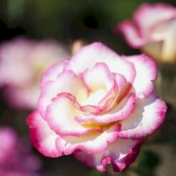 'Händel' Rosa X 'Händel' (Slyngrose) A-Kvalitet,- Barrods Roser Min. 3 Grene -Osmo Salgsbutik p414 52431 rosa x haendel slyngrose e3d2