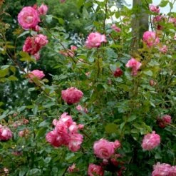 'Händel' Rosa X 'Händel' (Slyngrose) A-Kvalitet,- Barrods Roser Min. 3 Grene -Osmo Salgsbutik p414 52432 rosa x haendel slyngrose 078c