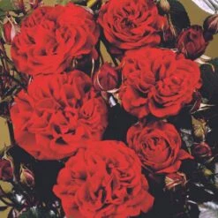 'Isabel™ Renaissance'® Rosa X 'Isabel™ Renaissance'® (Renaissancerose) A-Kvalitet,- Barrods Roser Min. 3 Grene -Osmo Salgsbutik p415 52146 rosa x isabel renaissance renaissancerose 8364